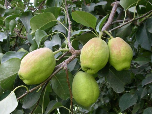 Bergamot pear